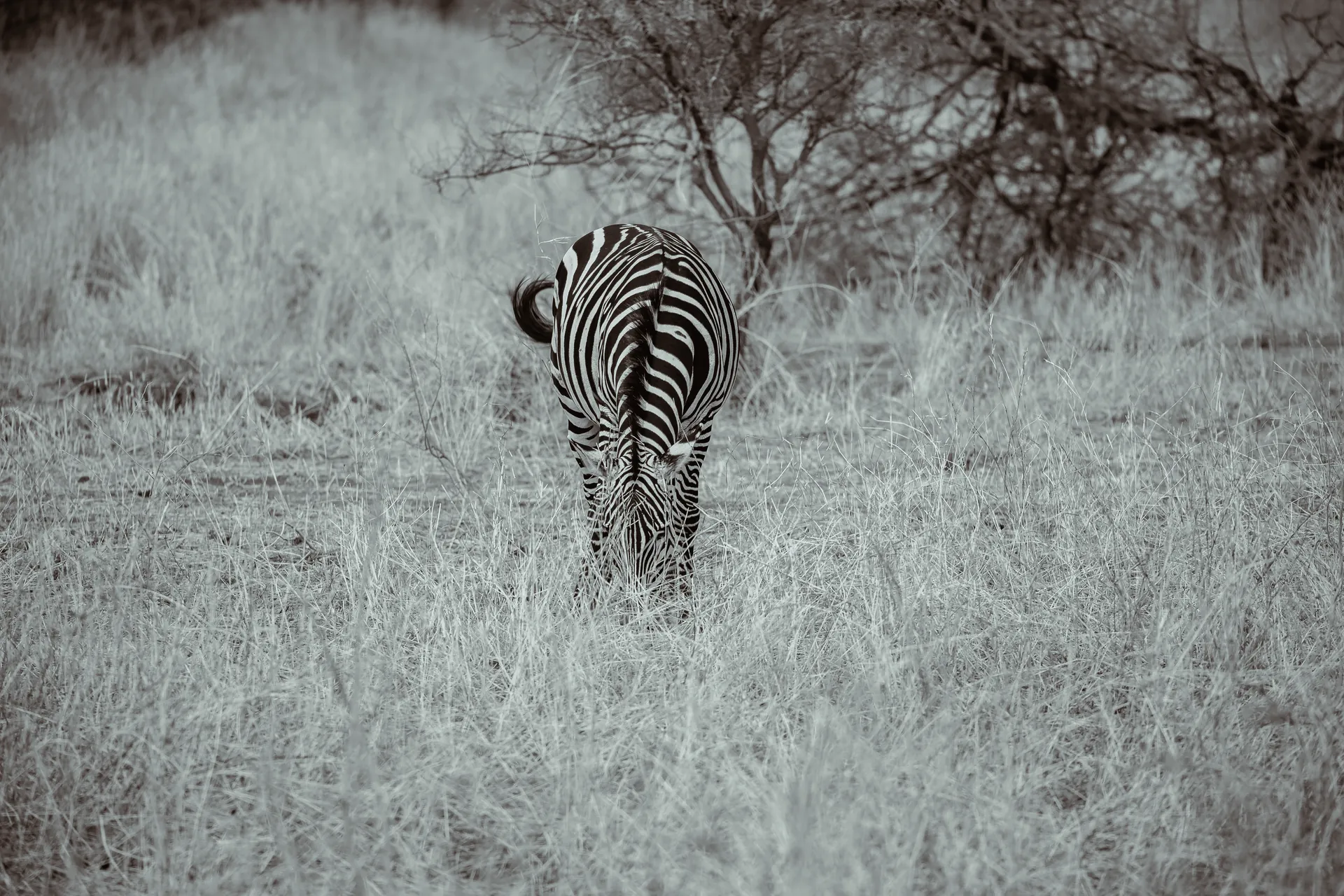Zebras on an East African safari plain